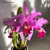 Cattleya warscewiczii Sanderiana.
